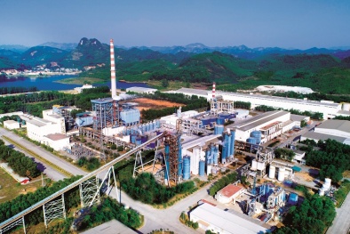  Phát triển vùng nguyên liệu làm giảm gánh nặng cho ngành giấy