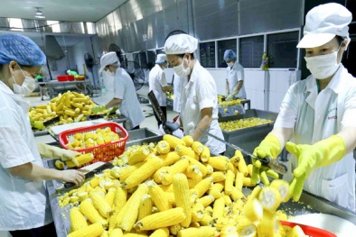 Nông sản Việt Nam vào EU tăng mạnh: Cần tận dụng 'cơ hội vàng'