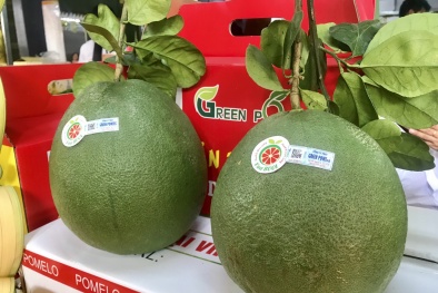 Quả bưởi Việt Nam vượt kiểm định khắt khe về chất lượng, chính thức tiến vào Chile