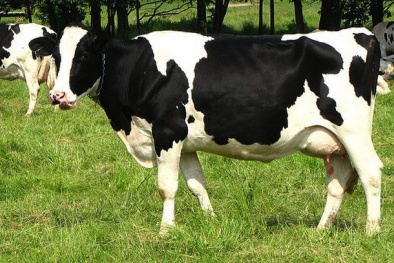 Nhiều doanh nghiệp sữa lãi lớn trong quý III