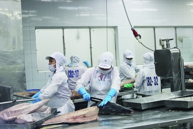 Xuất khẩu cá ngừ sang Italy tăng trưởng ngoạn mục nhờ EVFTA