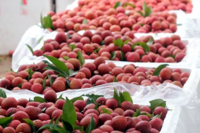 Hỗ trợ DN nắm bắt quy định mới về kiểm soát chất lượng rau quả nhập khẩu vào thị trường Trung Quốc