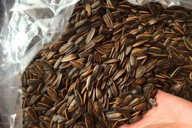 Nguy cơ từ hạt hướng dương không rõ nguồn gốc