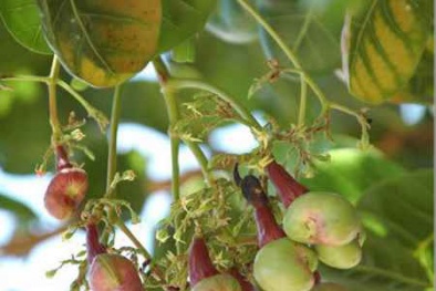 Tăng cường kiểm soát quy trình chế biến hạt điều Bình Phước, nâng cao chất lượng