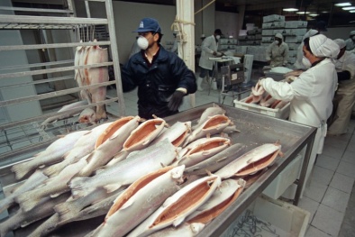 Ứng dụng công nghệ cao trong phát triển sản phẩm cá nước lạnh tại Việt Nam