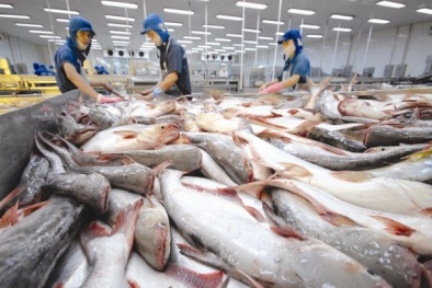 Hơn 130 doanh nghiệp cá tra Việt Nam xuất khẩu sang Trung Quốc