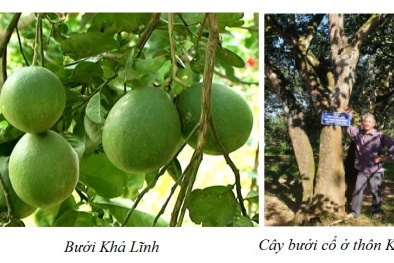 Bảo hộ chỉ dẫn địa lý 'Khả Lĩnh' cho sản phẩm bưởi