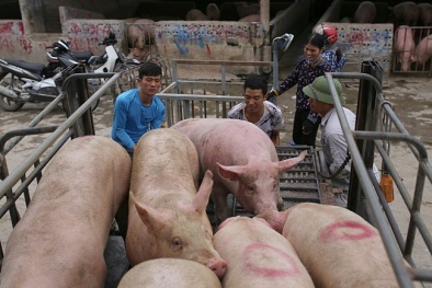 Giá thịt lợn tại chợ dân sinh xuống mức thấp nhất năm 
