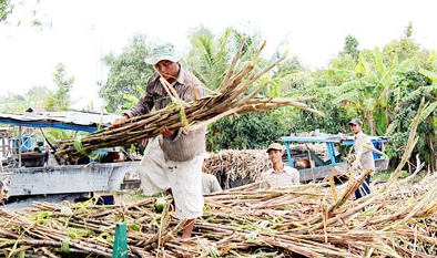 Cần ‘sân chơi’ công bằng cho ngành mía đường trong nước