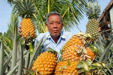 Bảo hộ Chỉ dẫn địa lý 'Cầu Đúc' cho sản phẩm khóm