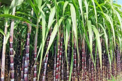 Phân bón Phú Mỹ chung tay phát triển vùng mía nguyên liệu