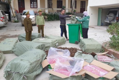 Buộc tiêu hủy gần 1000 kg dược liệu nhập lậu