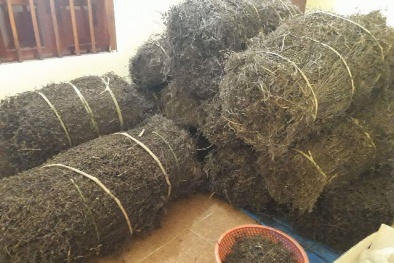 Chuẩn bị xuất khẩu chính ngạch thạch đen sang Trung Quốc