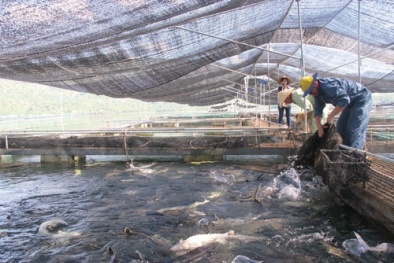 Bảo tồn nguồn lợi thủy sản- Mấu chốt để ngành thủy sản phát triển bền vững