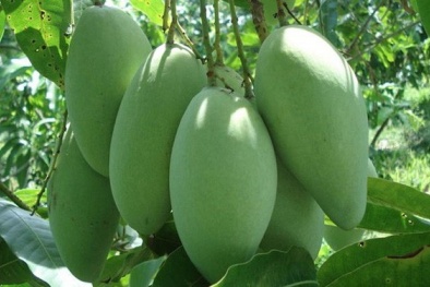 Nâng cao giá trị sản phẩm từ việc thúc đẩy phát triển kinh tế hợp tác xã