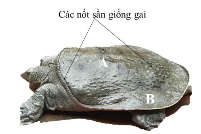 Bảo hộ chỉ dẫn địa lý 'Văn Chấn' cho sản phẩm ba ba gai thương phẩm