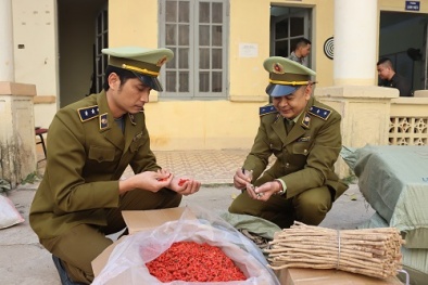 Vận chuyển hơn 1 tấn nguyên liệu thuốc Bắc không rõ nguồn gốc