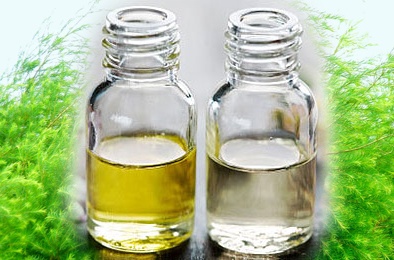 Nguy hại từ việc dùng dầu tràm kém chất lượng