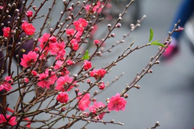 Tết Tân Sửu 2021: Hàng không vận chuyển đào, mai dạng cành 