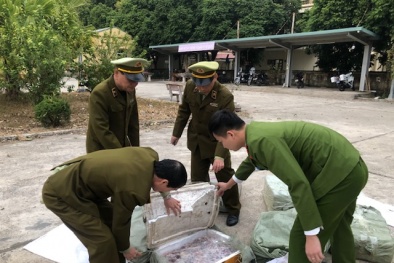 Nhập lậu hàng hóa: Tập kết lượng lớn nầm lợn đông lạnh đã chảy nước chờ tiêu thụ