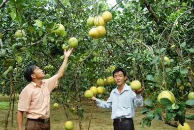 Giải pháp triển khai Chiến lược Sở hữu trí tuệ đến năm 2030 