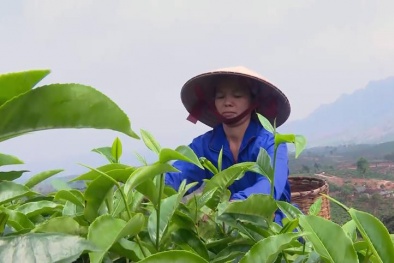 Việt Nam có nhiều cơ hội xuất khẩu chè sang Ba Lan nhờ thuế giảm về 0%