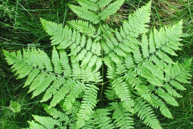 2 chất gây ung thư 'ẩn mình' trong một số loại rau xanh, thực phẩm quen thuộc