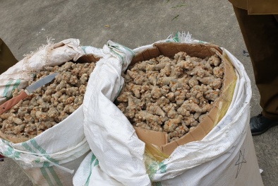 Nguy cơ từ Tam thất củ không rõ nguồn gốc, kém chất lượng
