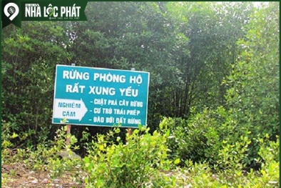 Năm 2020, ngành lâm nghiệp xuất siêu 10,5 tỷ USD