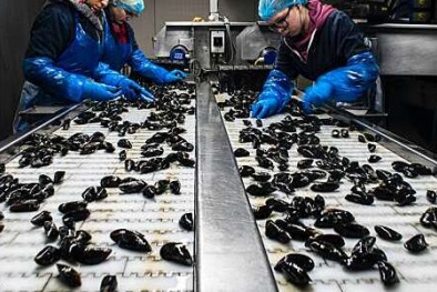 ISO 22948: Giảm tiêu thụ năng lượng, cải thiện tác động môi trường của ngành thủy sản