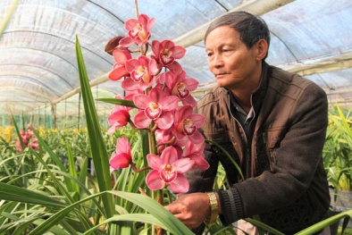 Cảnh báo hoa Trung Quốc đội lốt hoa Đà Lạt