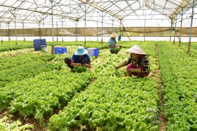Tết Tân Sửu: Lâm Đồng cung ứng gần 800.000 tấn rau cho thị trường