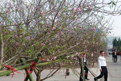 Phó Thủ tướng Trịnh Đình Dũng: Nghiên cứu kỹ phương án truy xuất nguồn gốc cây đào