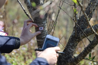 Sẵn sàng kích hoạt hàng triệu tem phục vụ truy xuất nguồn gốc đào trồng
