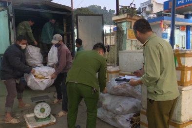Nội tạng động vật đã bốc mùi hôi thối đang mang đi tiêu thụ được ngăn chặn kịp thời