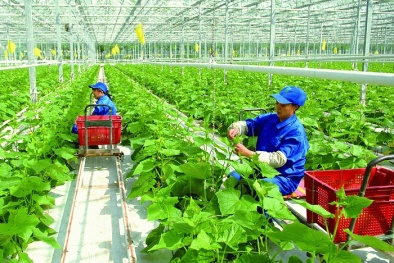 Phát triển nông nghiệp hữu cơ phải gắn với tiêu chuẩn chất lượng 