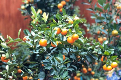 Tết Tân Sửu: Giá quất bonsai không biến động