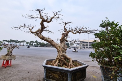 Xôn xao cây sung cảnh cổ thụ có thế lạ được chào bán với giá 200 triệu đồng