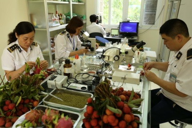 Quy chuẩn kỹ thuật quốc gia về yêu cầu đối với vật thể thuộc diện kiểm dịch thực vật nhập khẩu