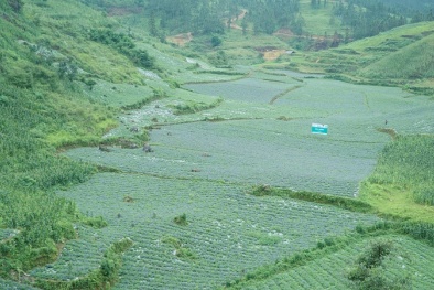 Vùng trồng dược liệu sạch đạt chuẩn quốc tế của Nam dược trên đất Việt