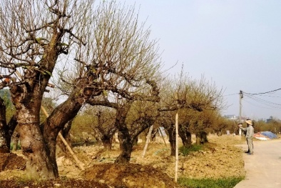 Hải Dương vào cuộc hỗ trợ nông dân vùng dịch tiêu thụ nông sản