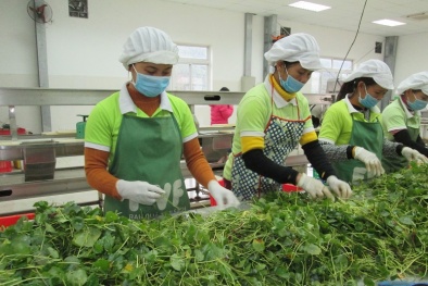 Thực phẩm hữu cơ ngày càng được người tiêu dùng ưa chuộng