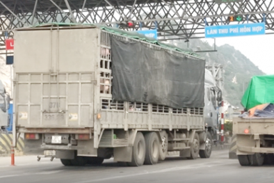 Tiêu thụ 400 con lợn nhập khẩu chưa qua kiểm dịch, một doanh nghiệp bị khởi tố