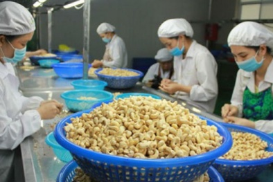 Xuất khẩu điều đạt thành tích ấn tượng, lần đầu tiên vượt 500 ngàn tấn