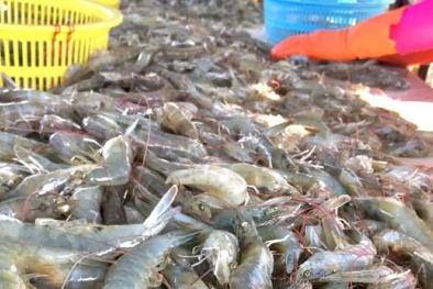 Mỹ bỏ áp thuế chống bán phá giá với tập đoàn thủy sản Minh Phú