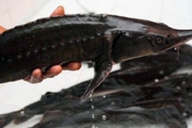 Hà Nội: Siết chặt kiểm soát đối với cá tầm nhập khẩu dùng làm thực phẩm