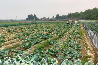 Nông sản Hải Dương khó tiêu thụ vì Covid-19: Bộ Công Thương đề nghị tháo gỡ