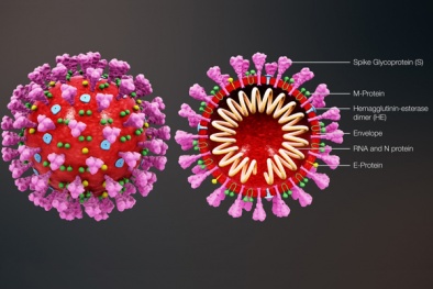 Tại sao lại xuất hiện các biến chủng SARS-CoV-2 dễ lây lan hơn?