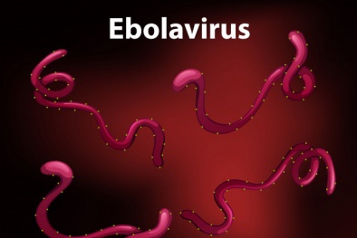 Chế tạo thành công bộ kit chẩn đoán Ebolavirus bằng kỹ thuật Realtime RT-PCR