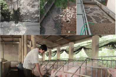 Xử lý nước thải chăn nuôi không đáp ứng quy chuẩn kỹ thuật bị xử phạt thế nào?